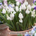 ﾑｽｶﾘ　ｱｽﾞﾘｭｰﾑｱﾙﾊﾞ